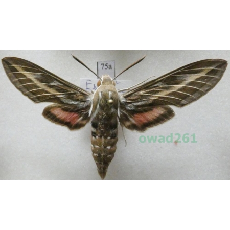 Hyles livornica (Esper, 1780) Spain 62mm75a